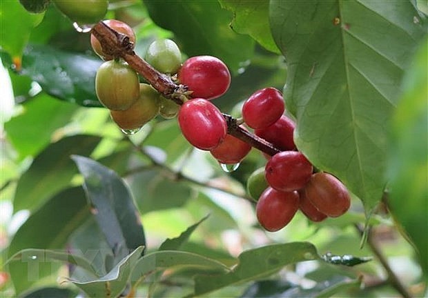 Among the key agricultural exports to Russia that posted strong values in January – November last year were coffee with 153 million USD (up 20 percent) Photo: VNA