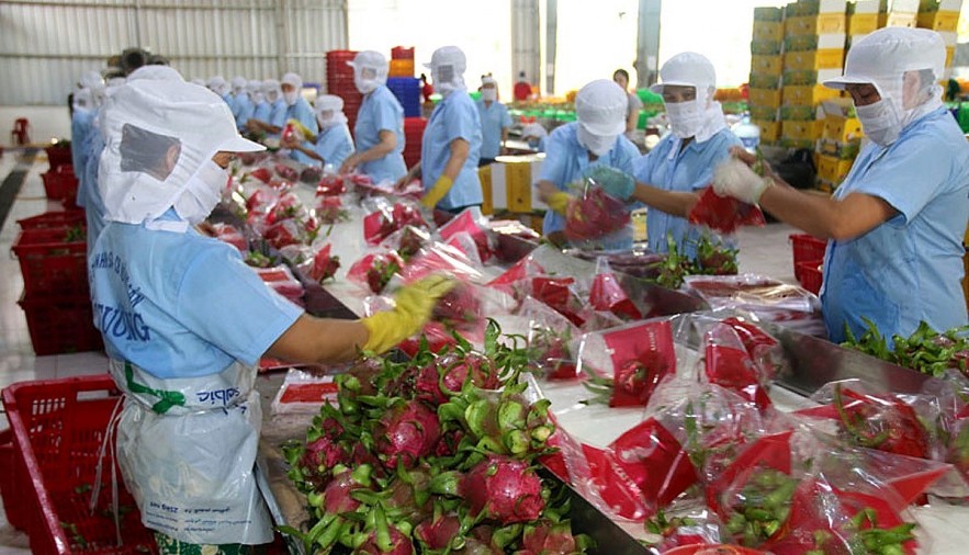 Packaging dragon fruit for export to the UK. Photo: VOV