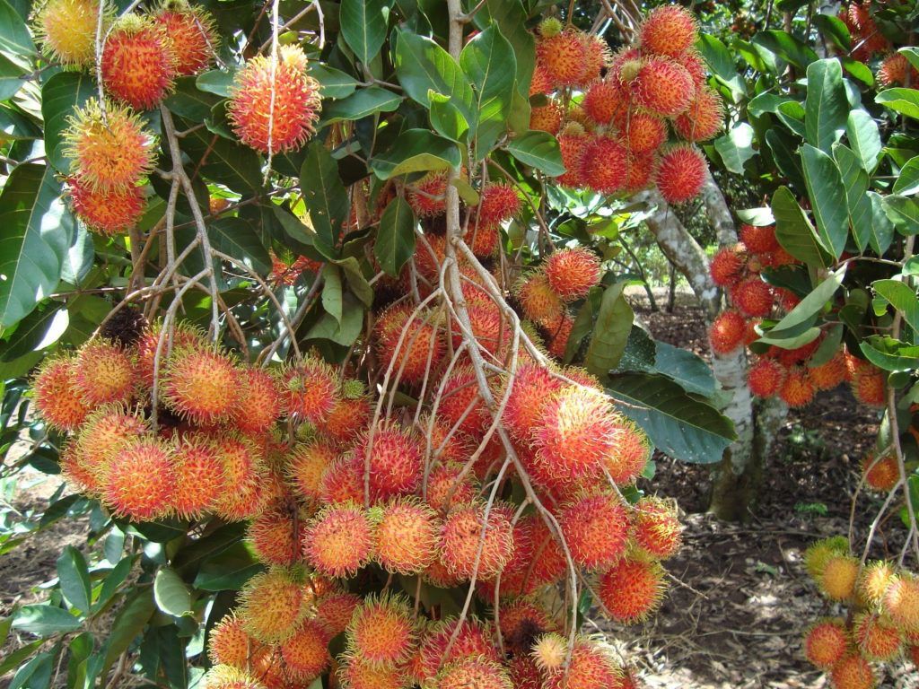 Israel's high-tech agriculture project introduced in southern province