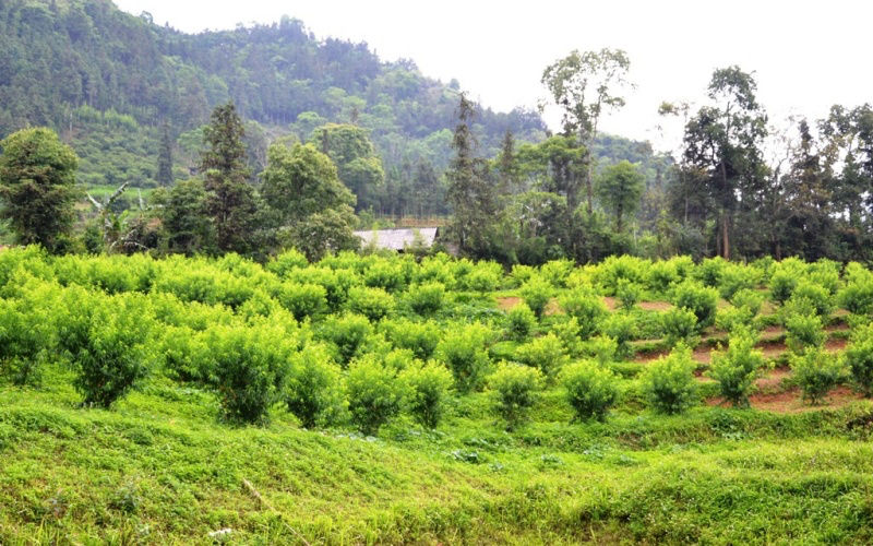 Early ripening peach season on Bac Ha plateau