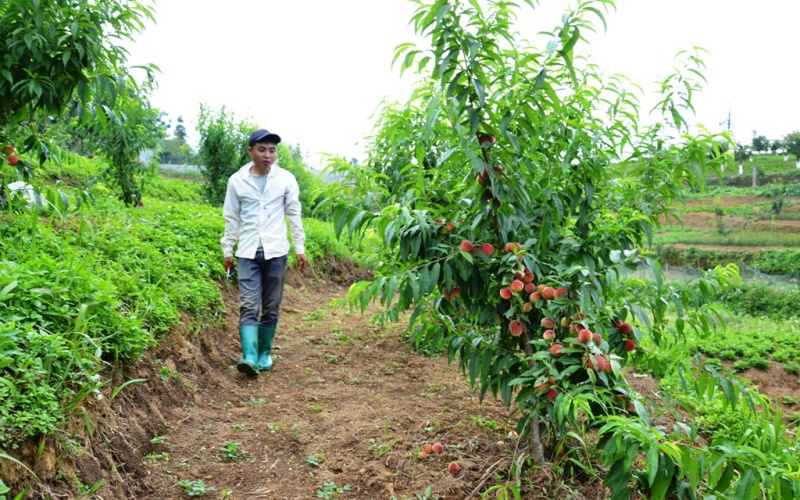 Early ripening peach season on Bac Ha plateau