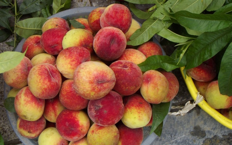 Early ripening peach season on Bac Ha plateau