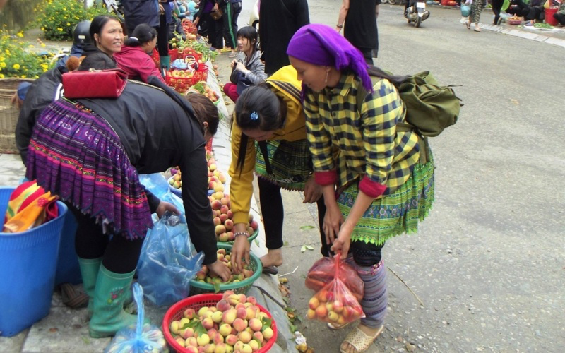 Early ripening peach season on Bac Ha plateau