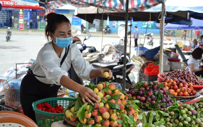 Early ripening peach season on Bac Ha plateau