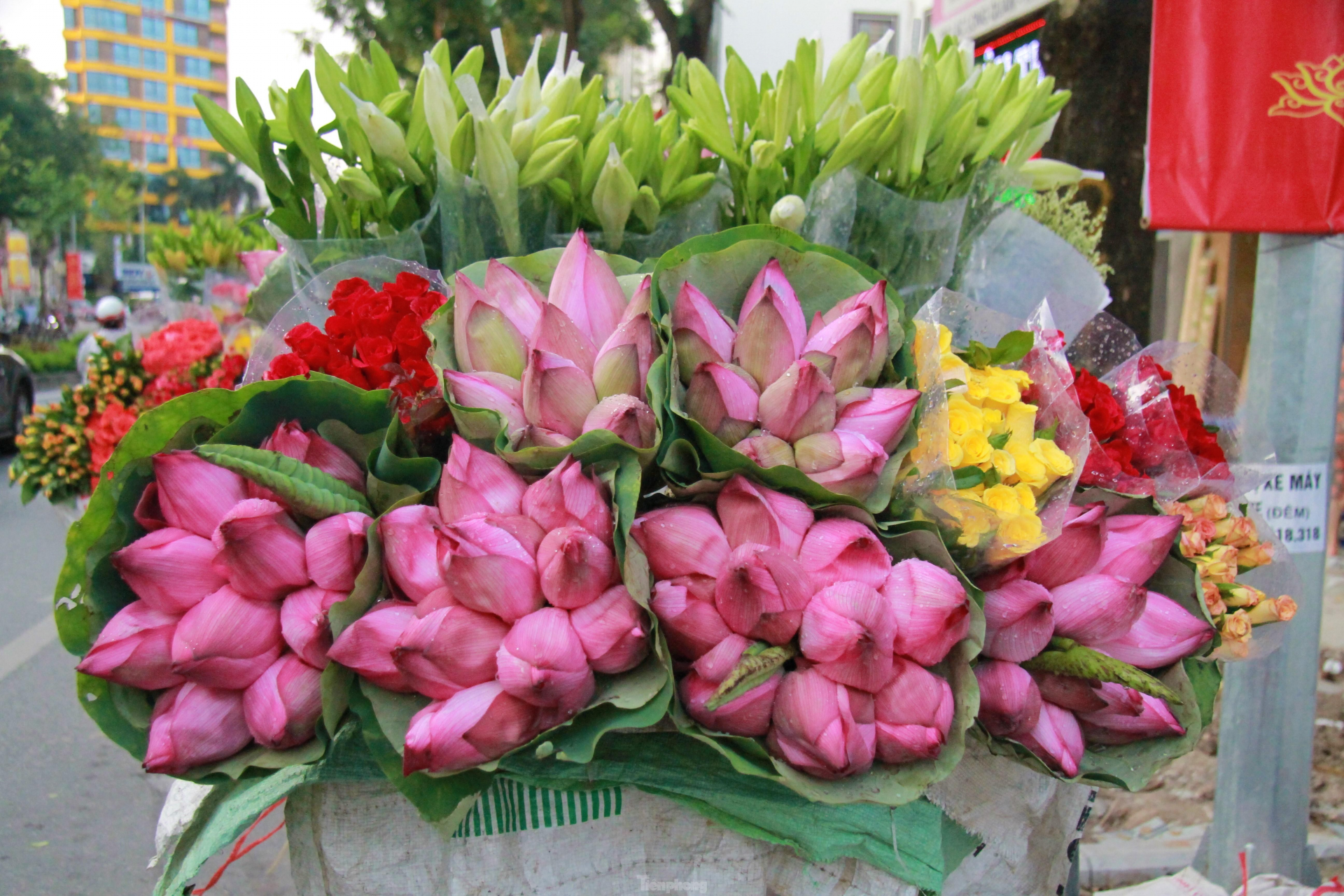 In photo: The vibrant colors of lotus blossom on Hanoi streets