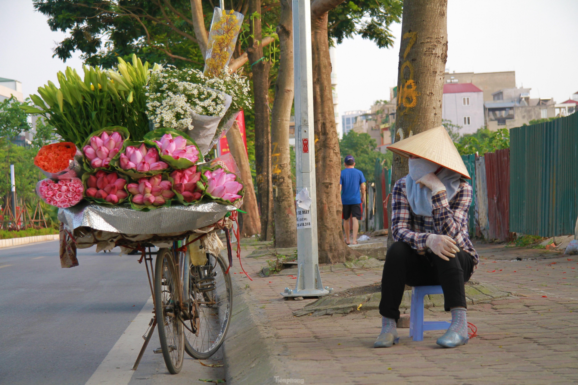 In photo: The vibrant colors of lotus blossom on Hanoi streets