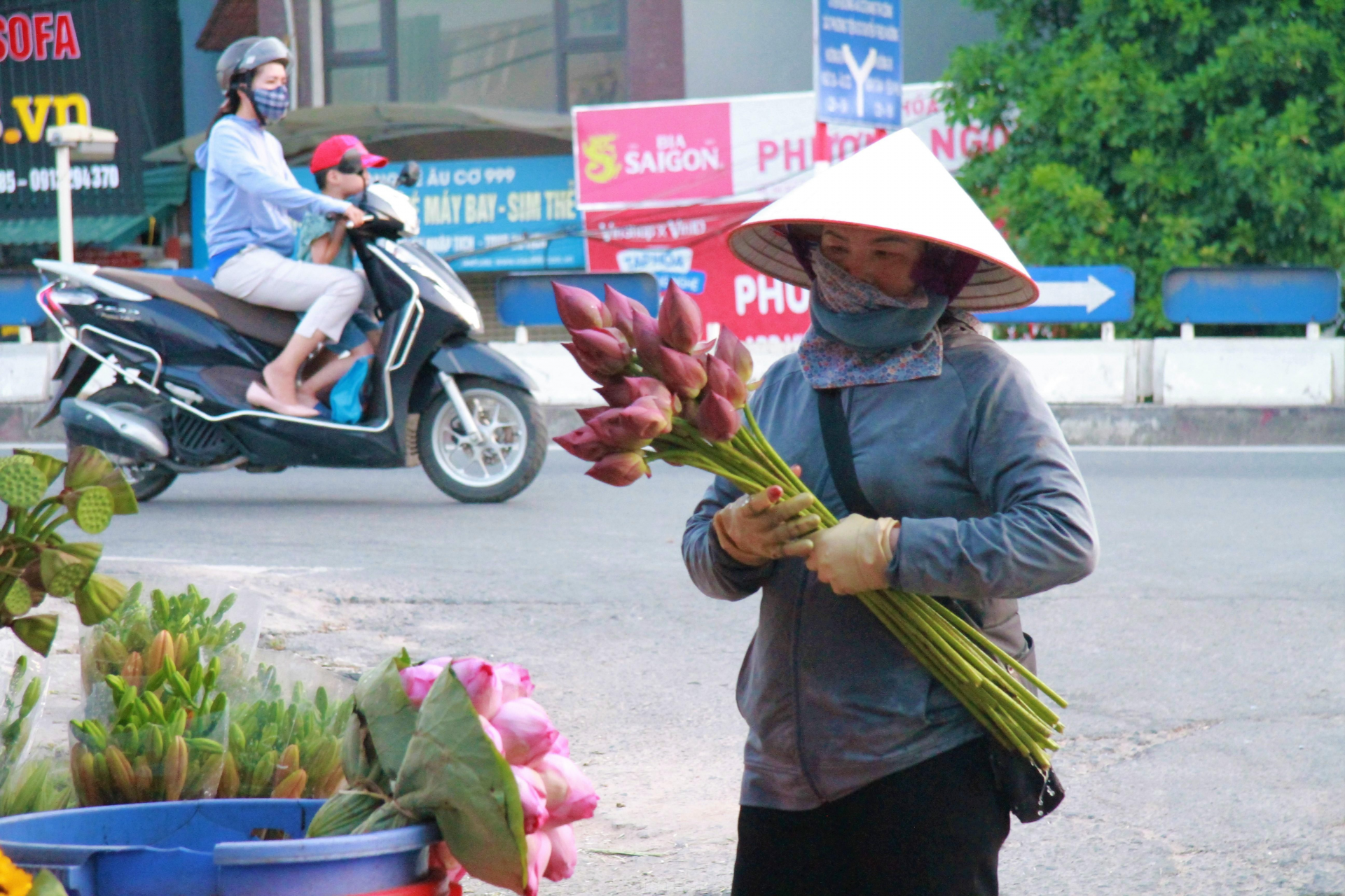 In photo: The vibrant colors of lotus blossom on Hanoi streets