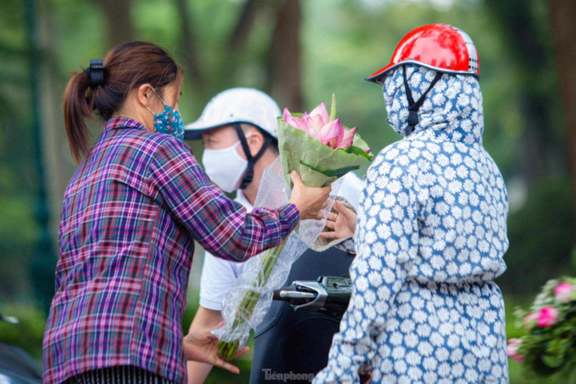 In photo: The vibrant colors of lotus blossom on Hanoi streets