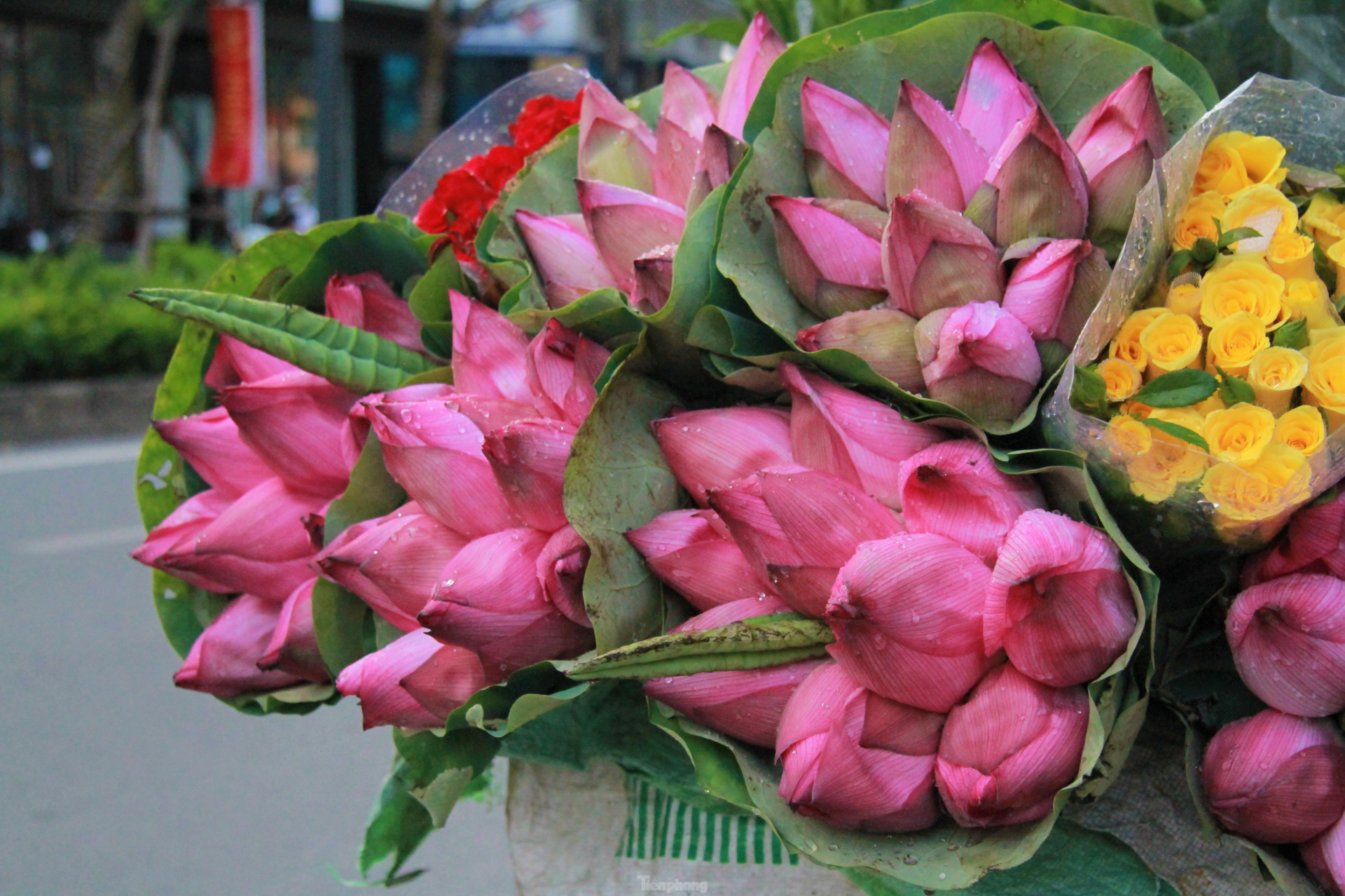 In photo: The vibrant colors of lotus blossom on Hanoi streets