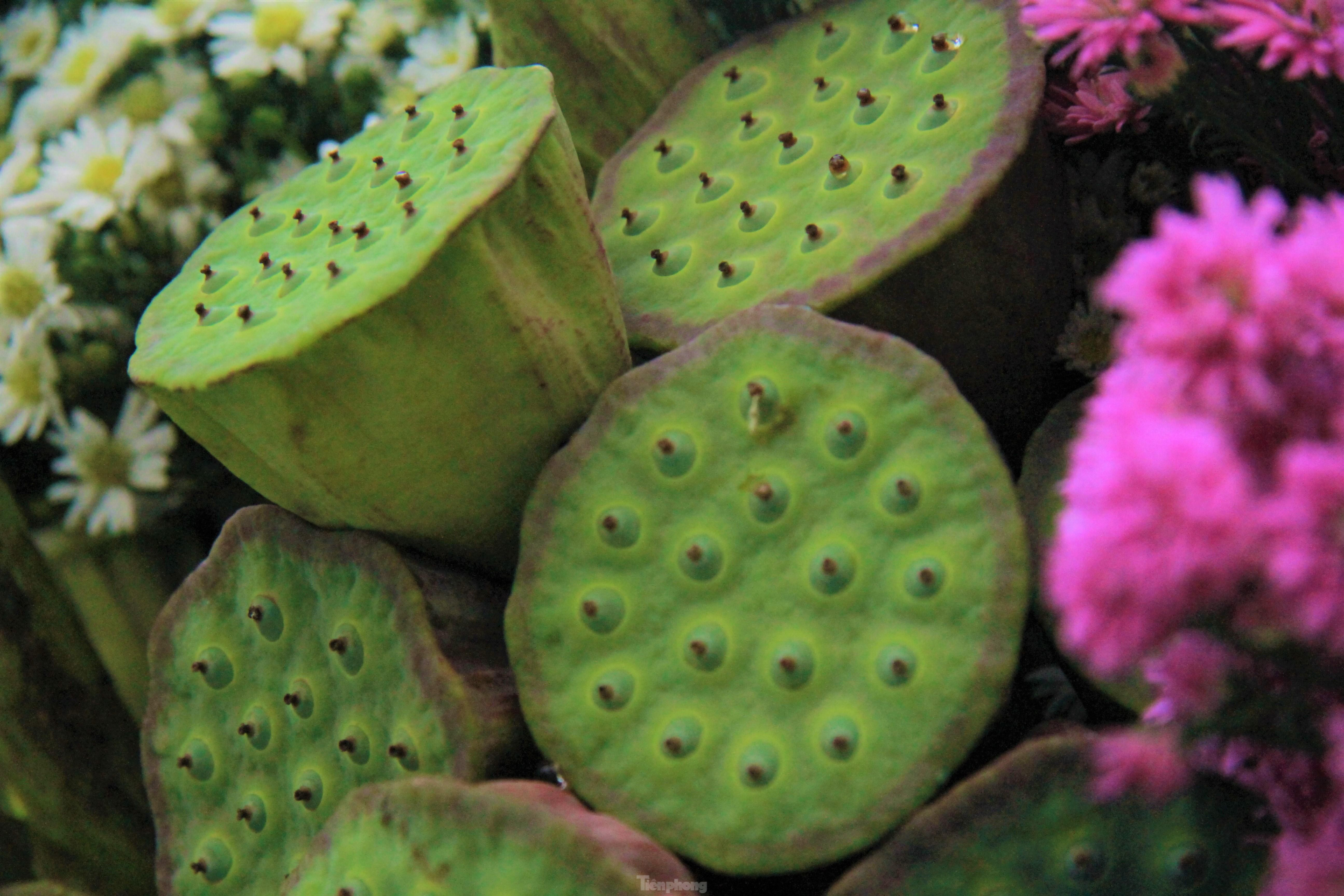 In photo: The vibrant colors of lotus blossom on Hanoi streets