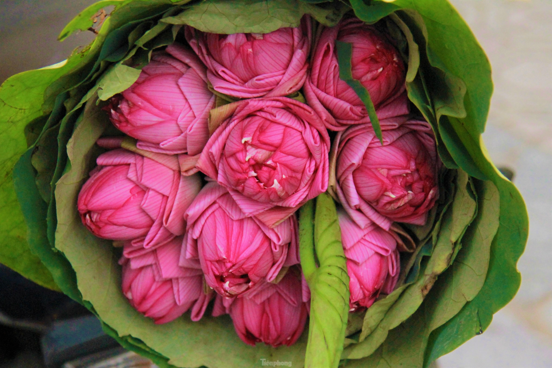 In photo: The vibrant colors of lotus blossom on Hanoi streets