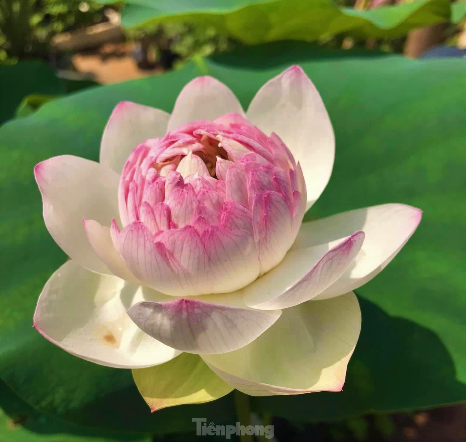 In photo: The vibrant colors of lotus blossom on Hanoi streets