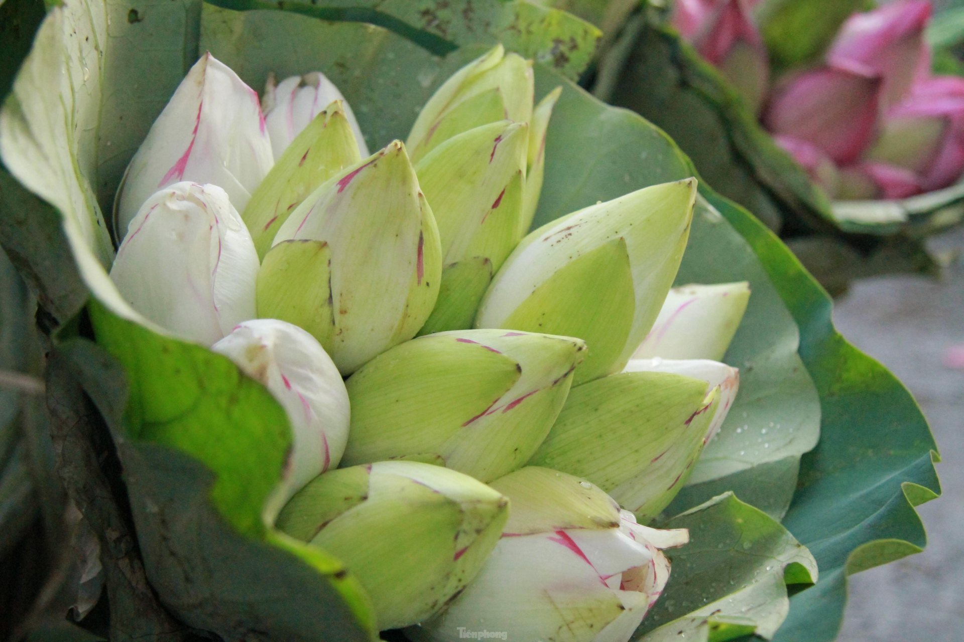 In photo: The vibrant colors of lotus blossom on Hanoi streets