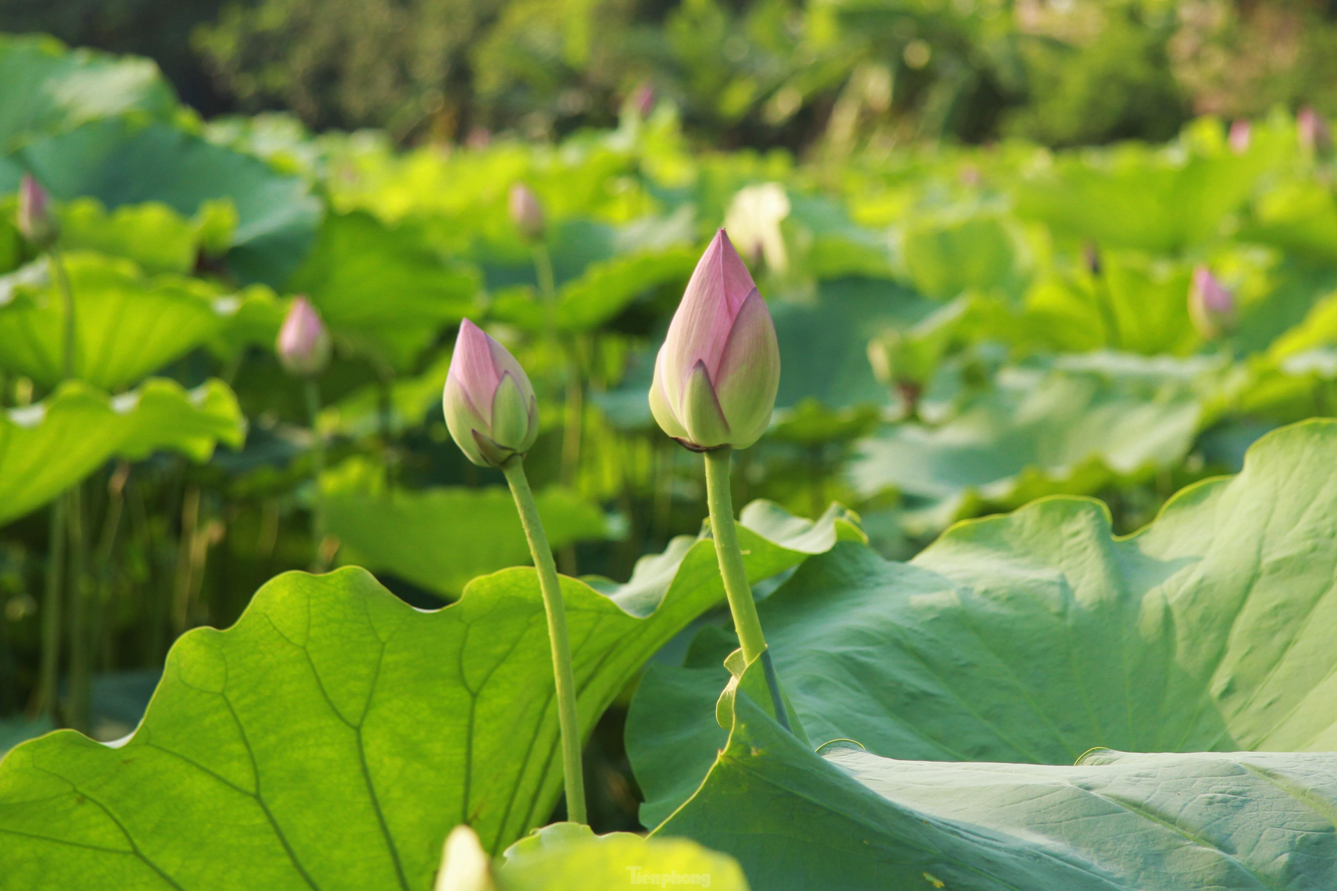 In photo: The vibrant colors of lotus blossom on Hanoi streets