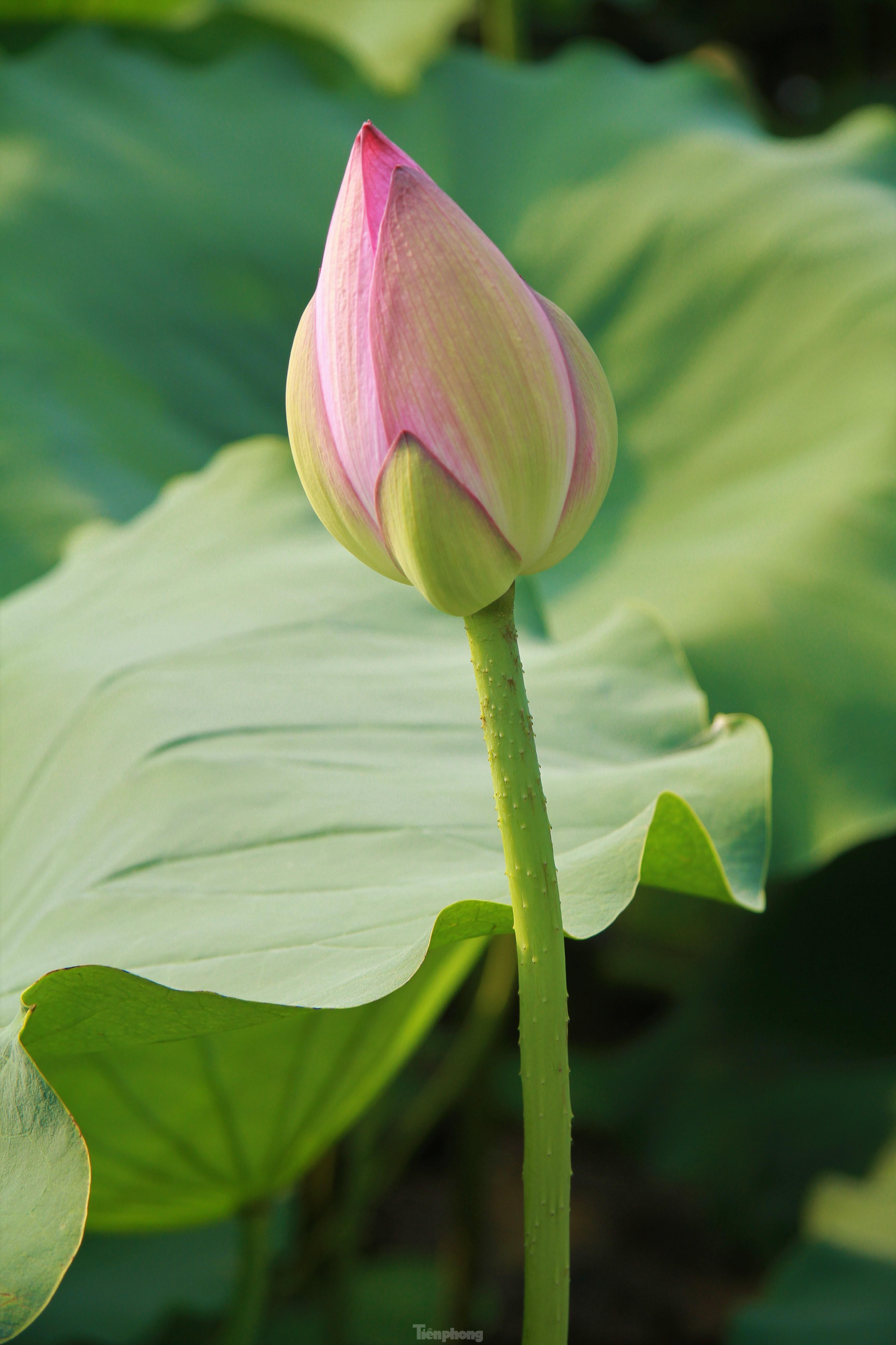 In photo: The vibrant colors of lotus blossom on Hanoi streets