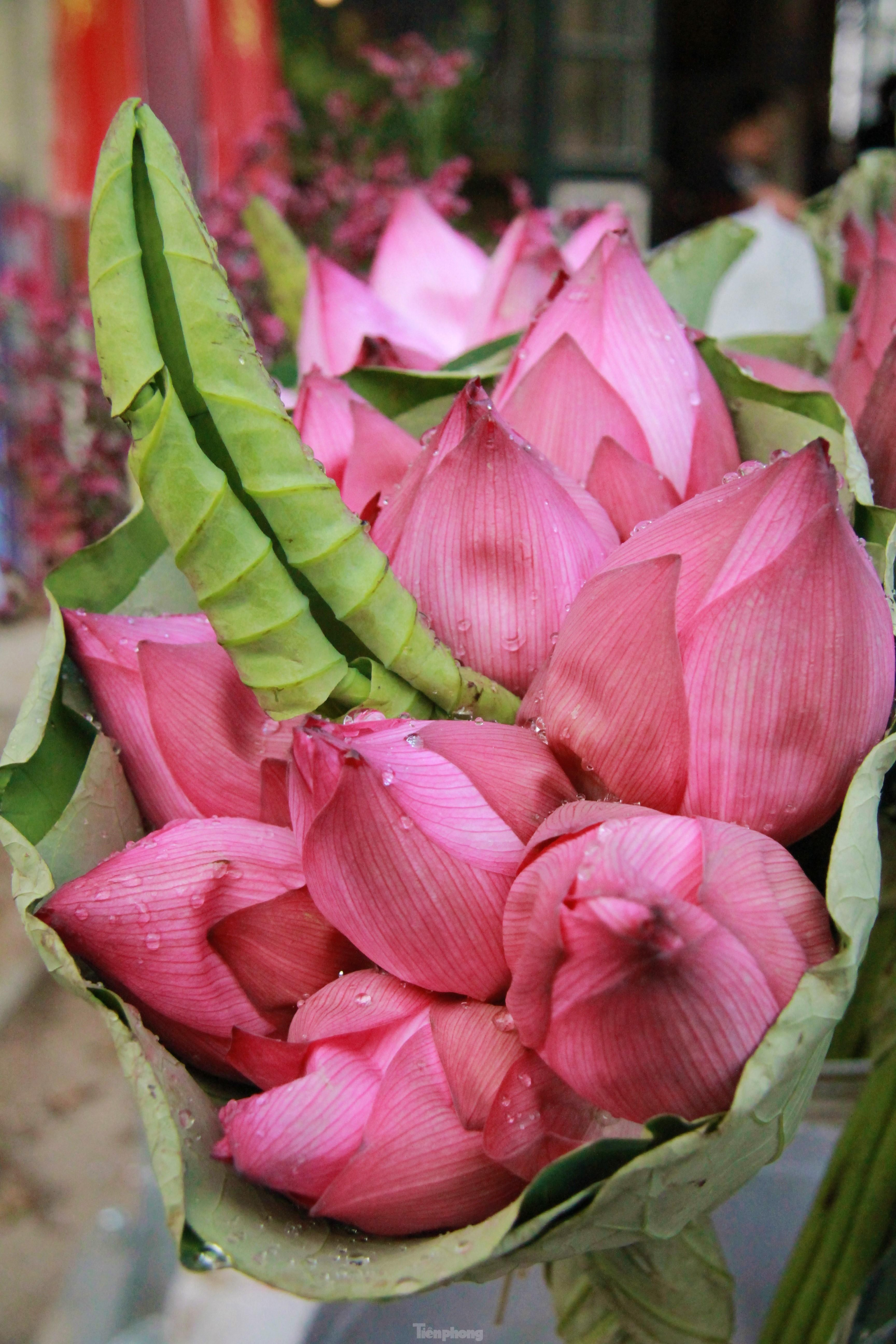 In photo: The vibrant colors of lotus blossom on Hanoi streets