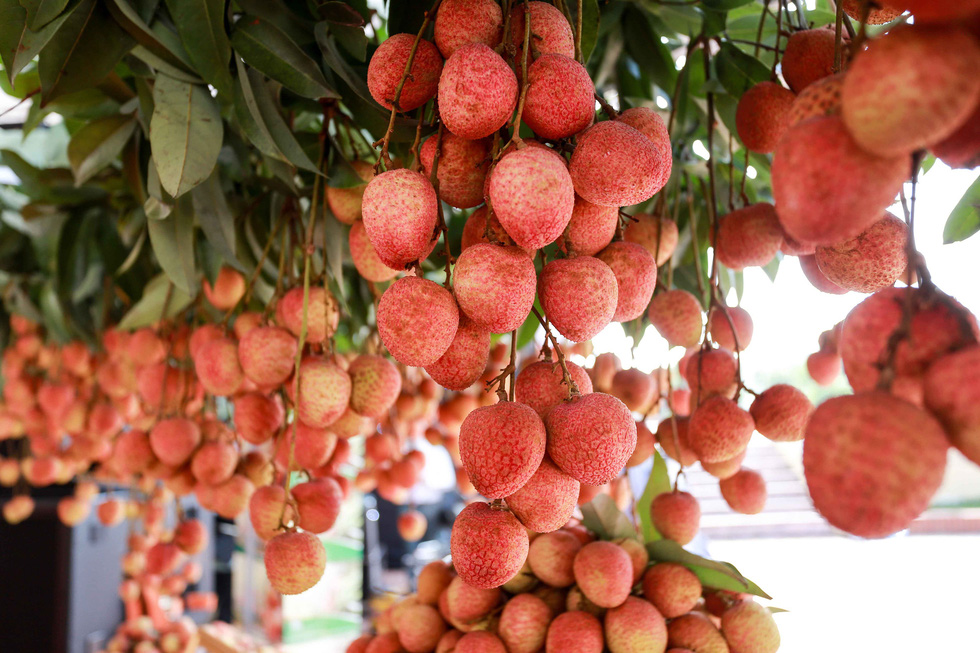 bac giang lychees on the way to japan