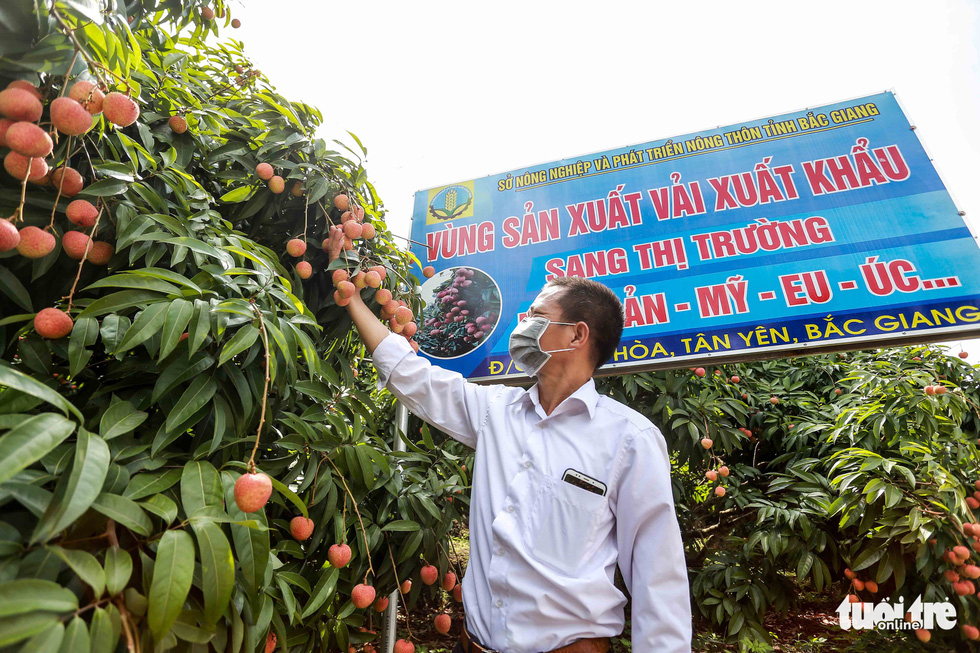 Bac Giang lychees on the way to Japan