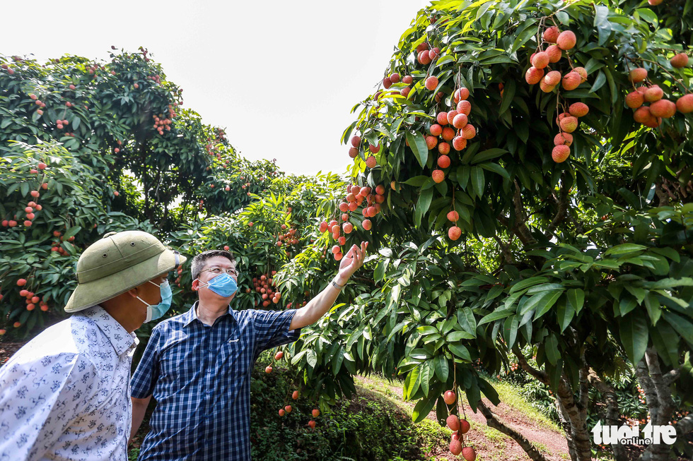 Bac Giang lychees on the way to Japan