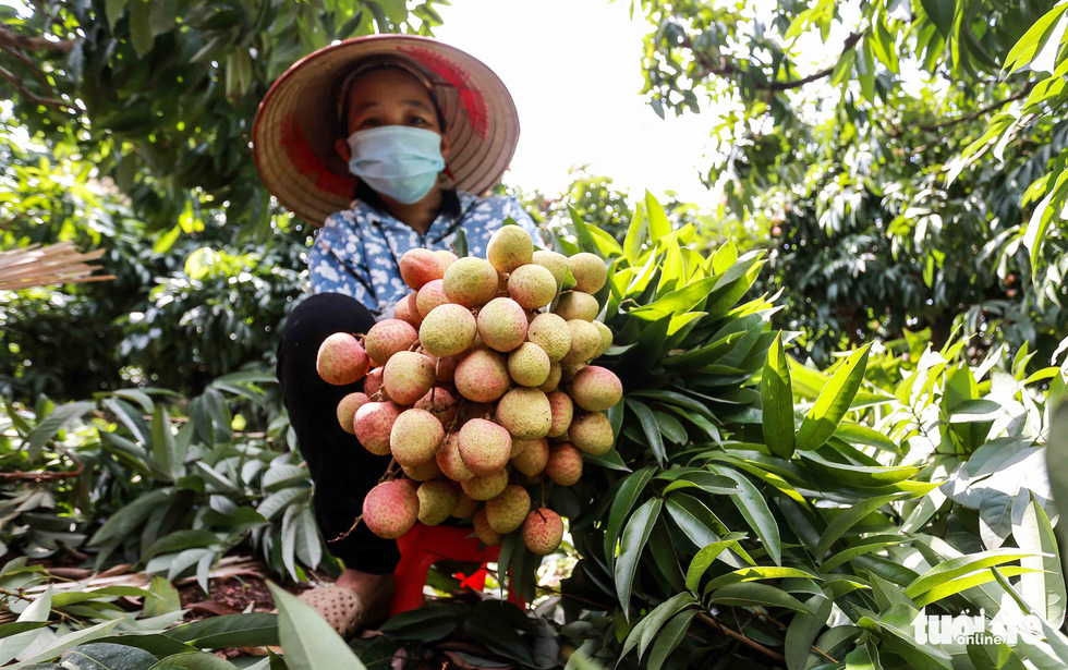 Bac Giang lychees on the way to Japan