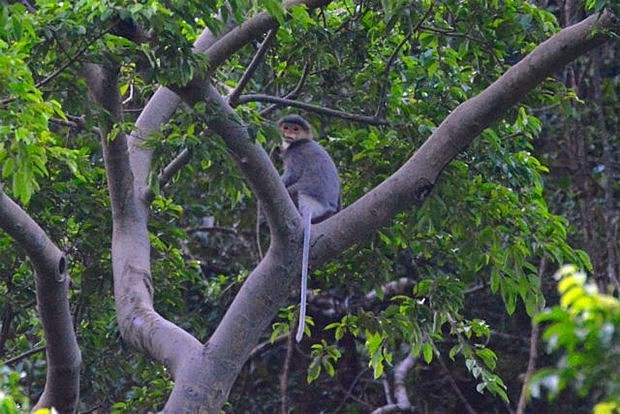 An individual grey-shanked douc langur (Pygathrix cinerea), one of the world’s 25 Critically Endangered primates, is found living in a forest of Quang Nam Province. Photo: Ai Tam