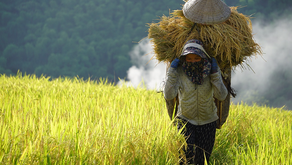 rice harvest season in thanh hoas terraced fields