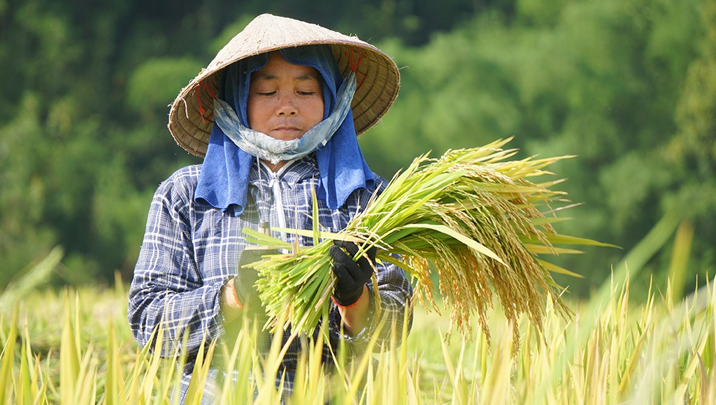 Rice harvest season in Thanh Hoa's terraced fields