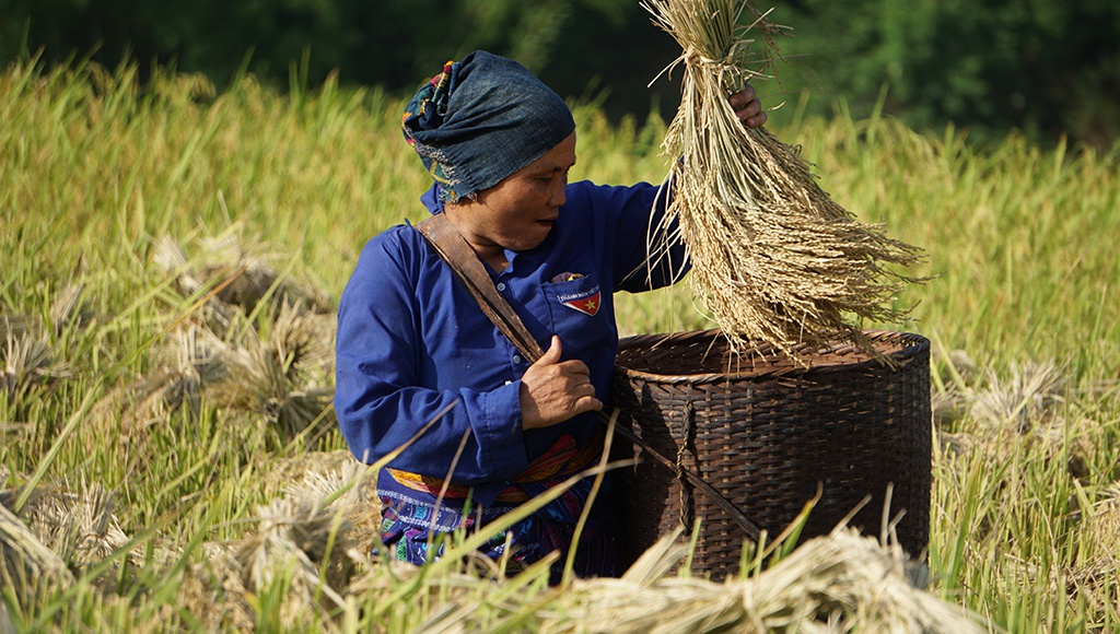 Rice harvest season in Thanh Hoa's terraced fields