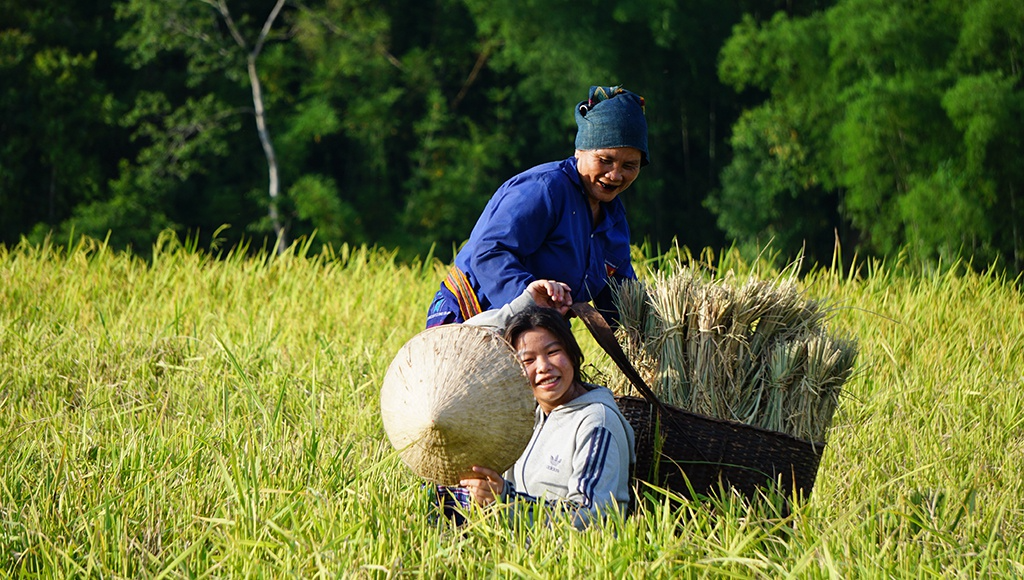 Rice harvest season in Thanh Hoa's terraced fields