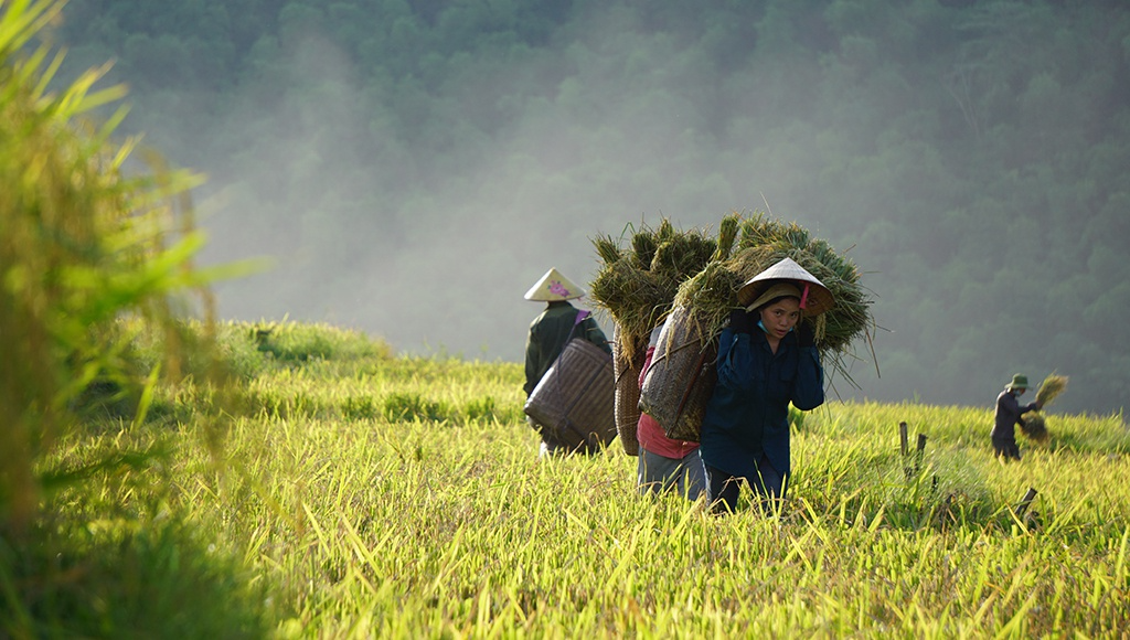 Rice harvest season in Thanh Hoa's terraced fields