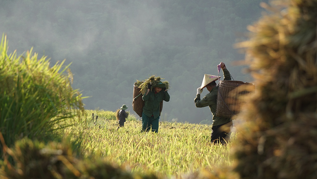 Rice harvest season in Thanh Hoa's terraced fields