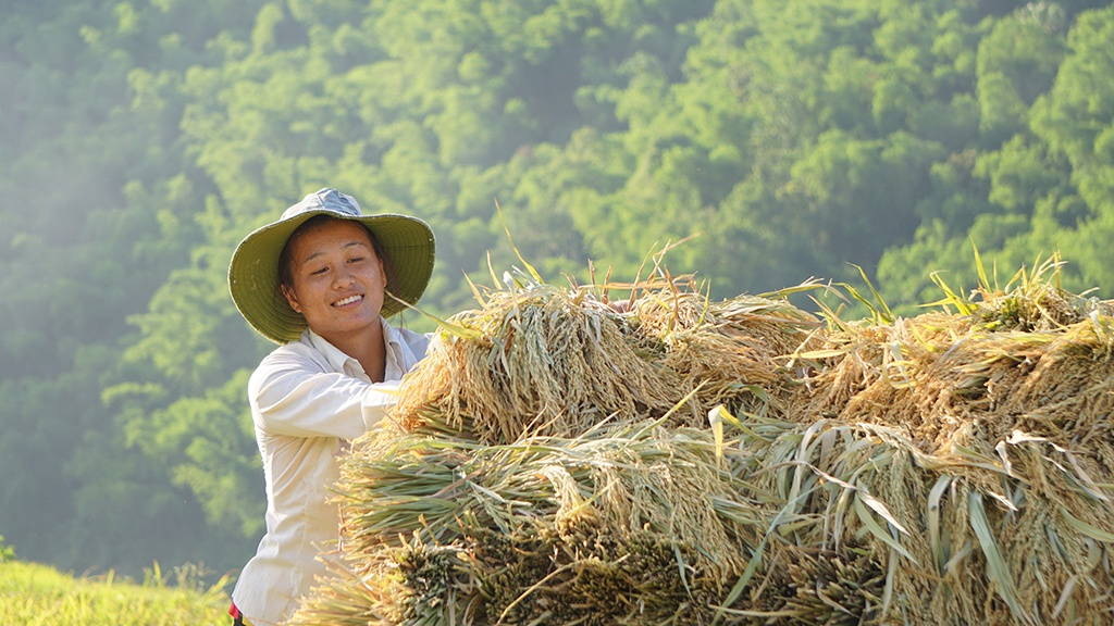 Rice harvest season in Thanh Hoa's terraced fields