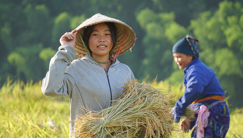 Rice harvest season in Thanh Hoa's terraced fields