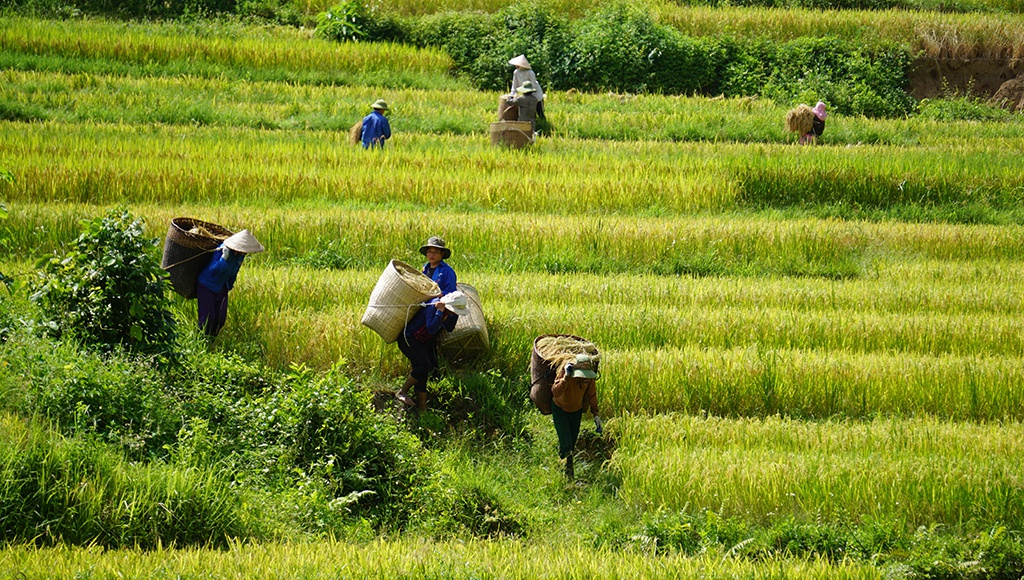 Rice harvest season in Thanh Hoa's terraced fields