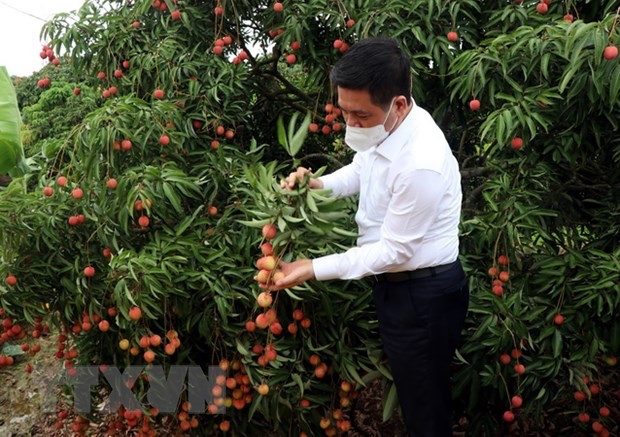 Vietnamese agricultural products introduced to Japan