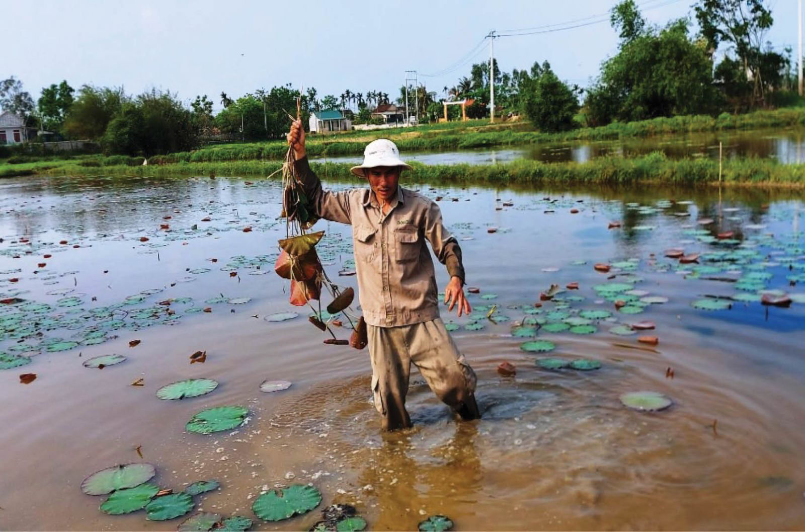 Sustainable lotus cultivation increases in Thua Thien Hue