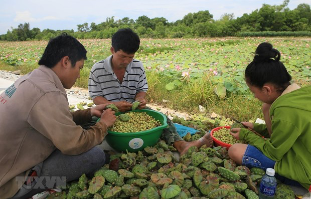 Sustainable lotus cultivation increases in Thua Thien Hue