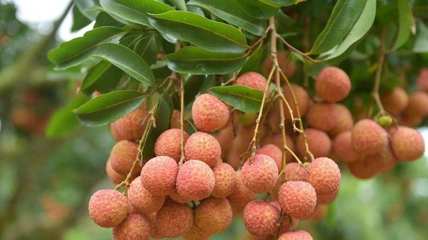 fresh vietnamese lychees prospects in australia