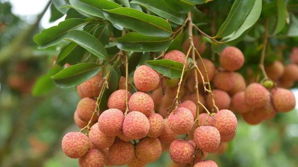 Fresh Vietnamese lychees' prospects in Australia
