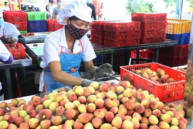 Preliminary processing facility of lychees for export of Ameii Vietnam JSC in Thanh Xa commune, Thanh Ha district, Hai Duong province. Photo:VNA