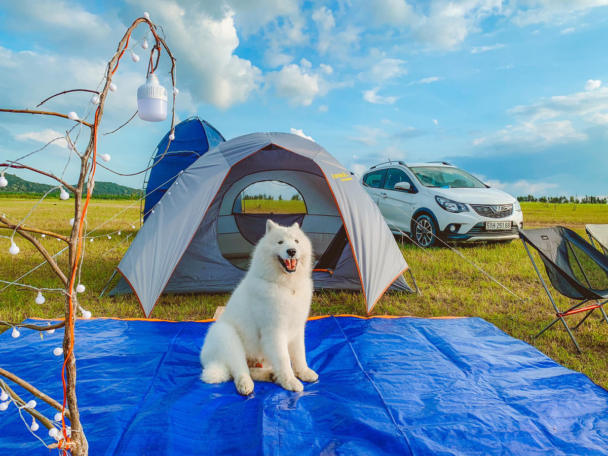 It's a dog's life: crazy canine travels across Vietnam's southern beaches