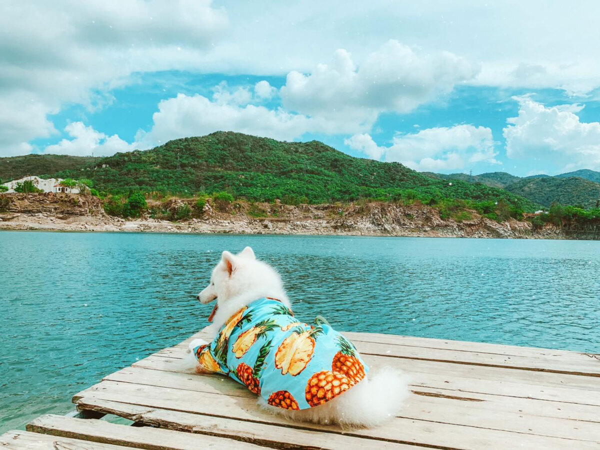 It's a dog's life: crazy canine travels across Vietnam's southern beaches