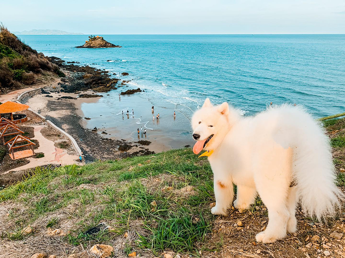 It's a dog's life: crazy canine travels across Vietnam's southern beaches