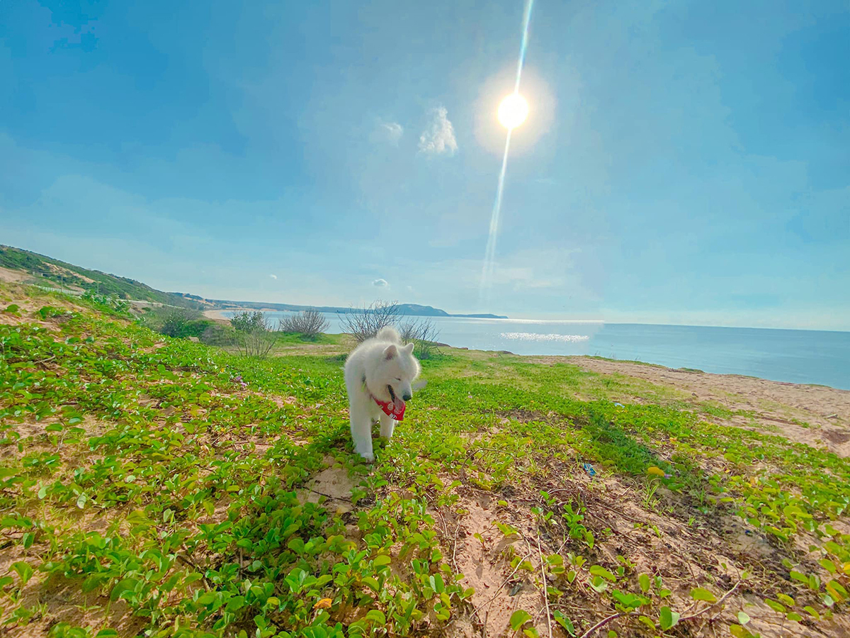 It's a dog's life: crazy canine travels across Vietnam's southern beaches