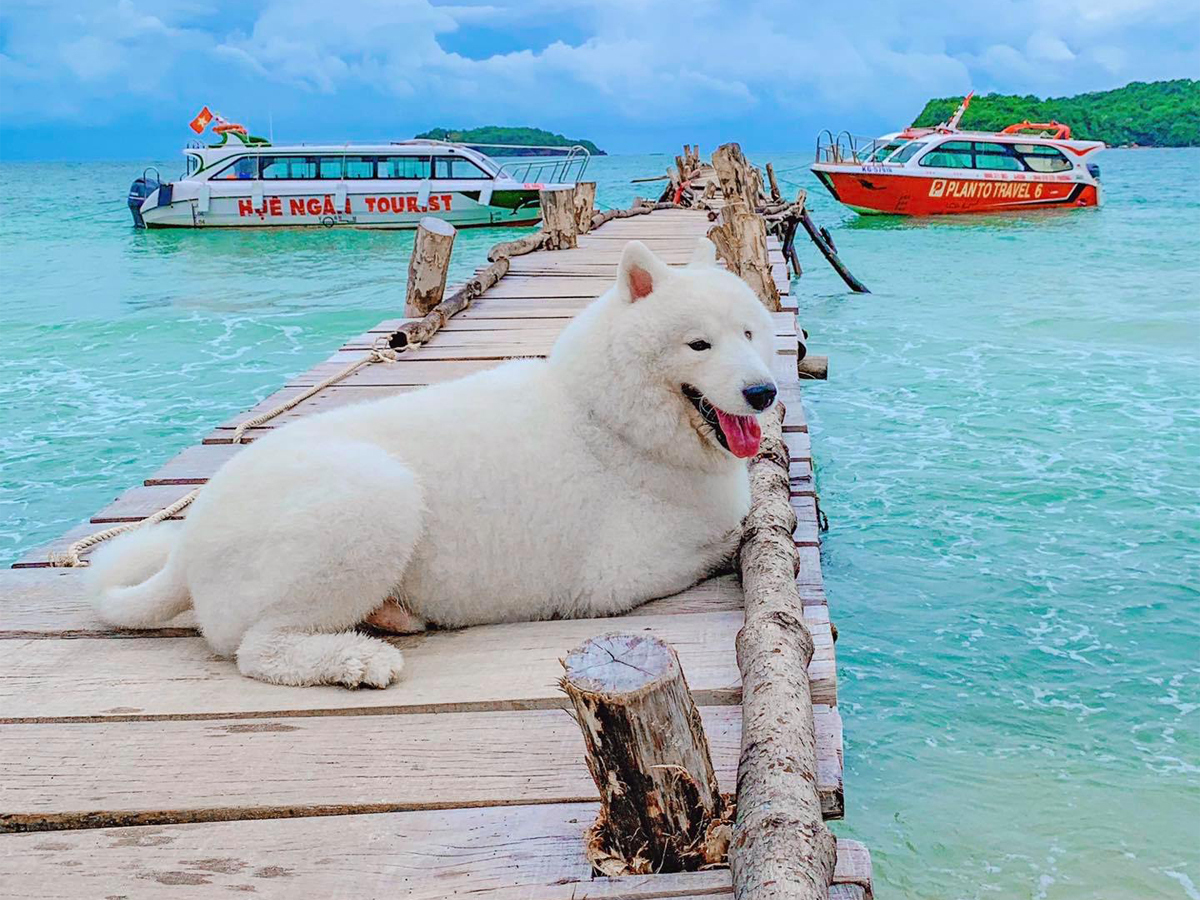 It's a dog's life: crazy canine travels across Vietnam's southern beaches