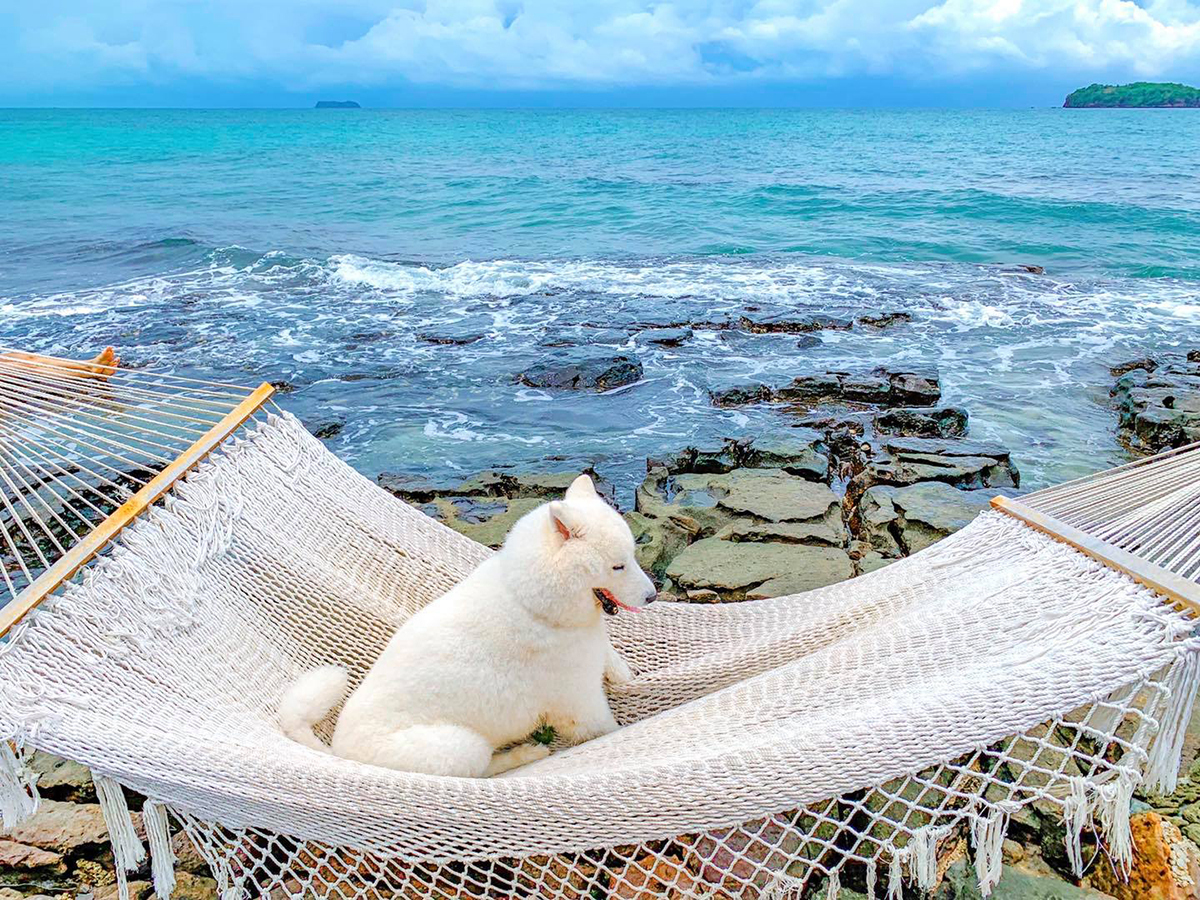 It's a dog's life: crazy canine travels across Vietnam's southern beaches