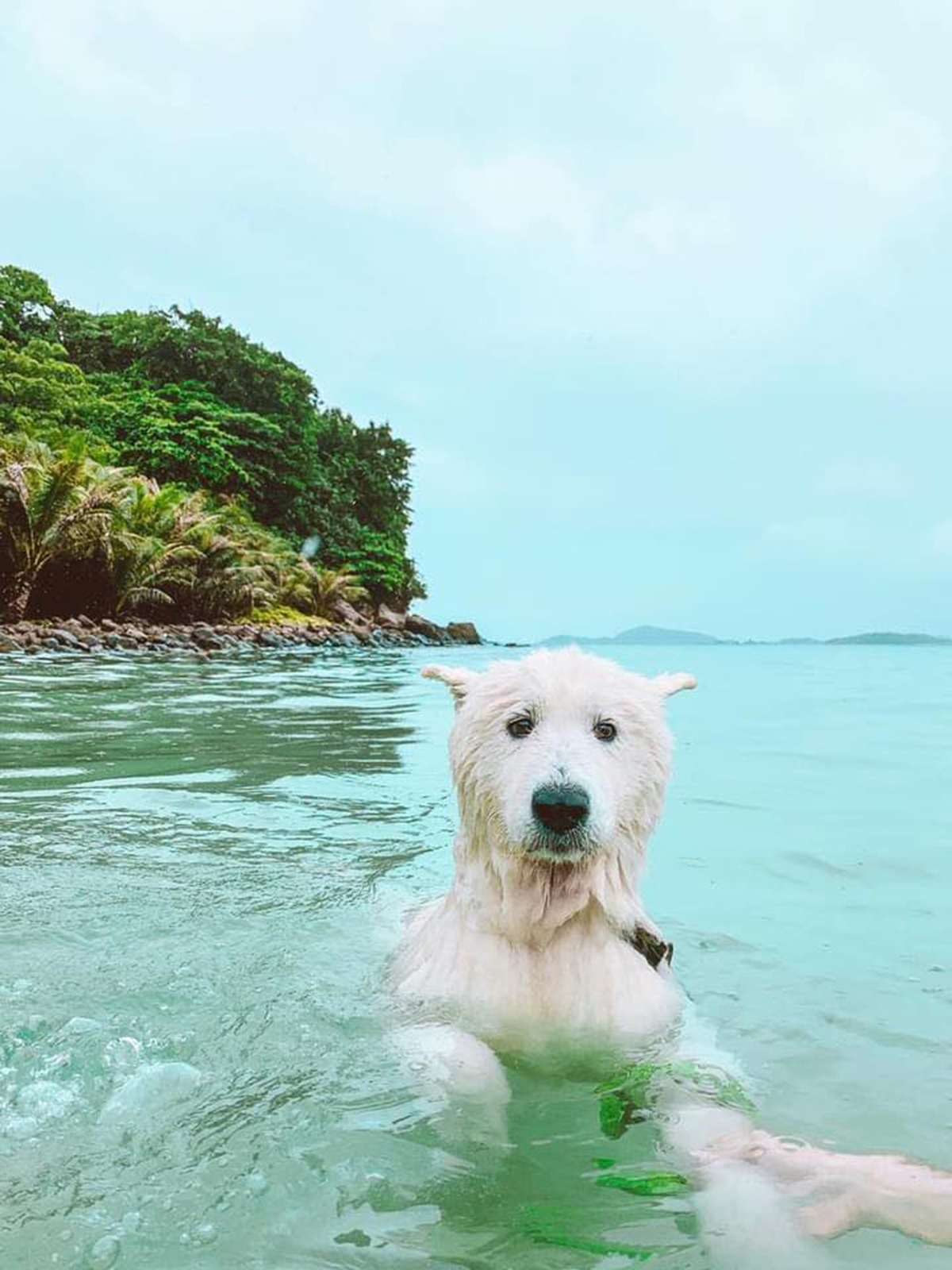 It's a dog's life: crazy canine travels across Vietnam's southern beaches