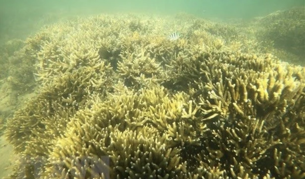 Coral reef in Ninh Thuan's Phan Rang - Thap Cham city. Photo: VNA