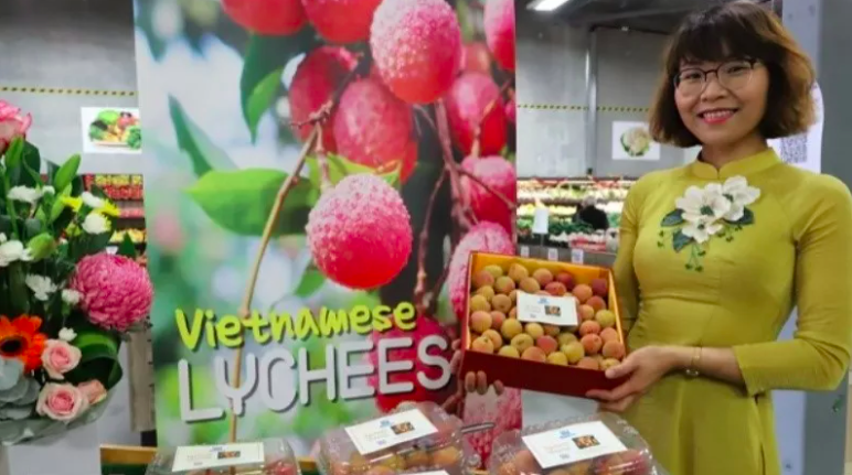 One kilogramme of Vietnamese fresh lychees was sold for AUD3,000 (US$2,254) at a special auction in Australia. Photo: VNA