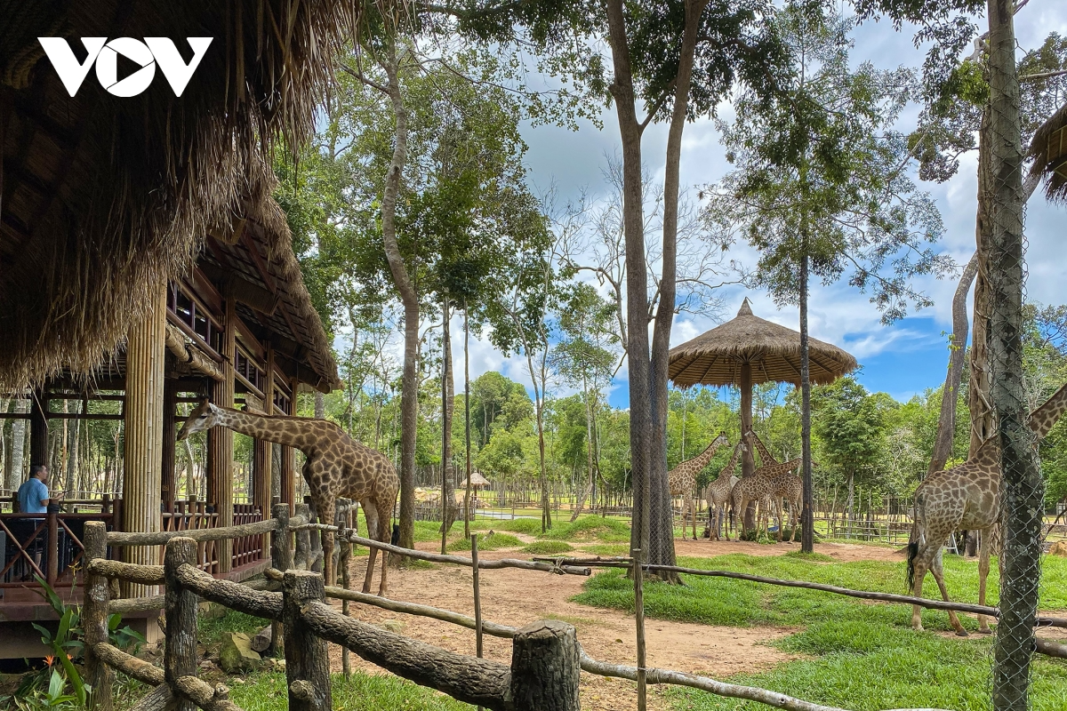 The semi-wild zoo in Phu Quoc is an attractive place for tourists. Photo: VOV